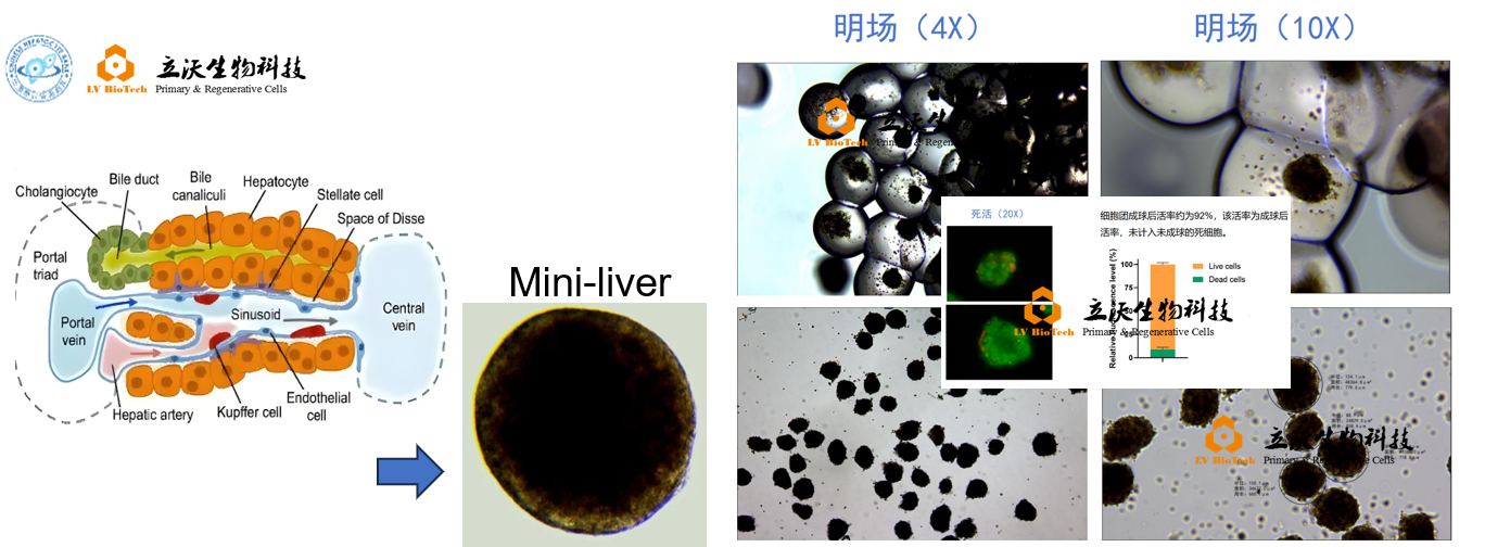 圆球体-1.png
