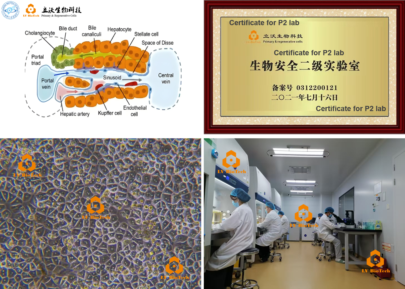 肝细胞定制.png