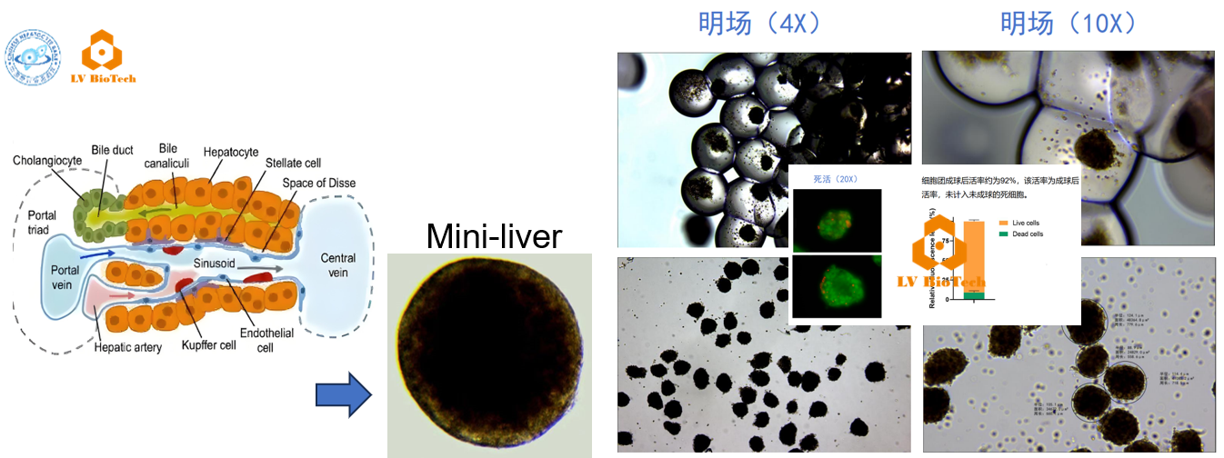mini-liver.png-1.png